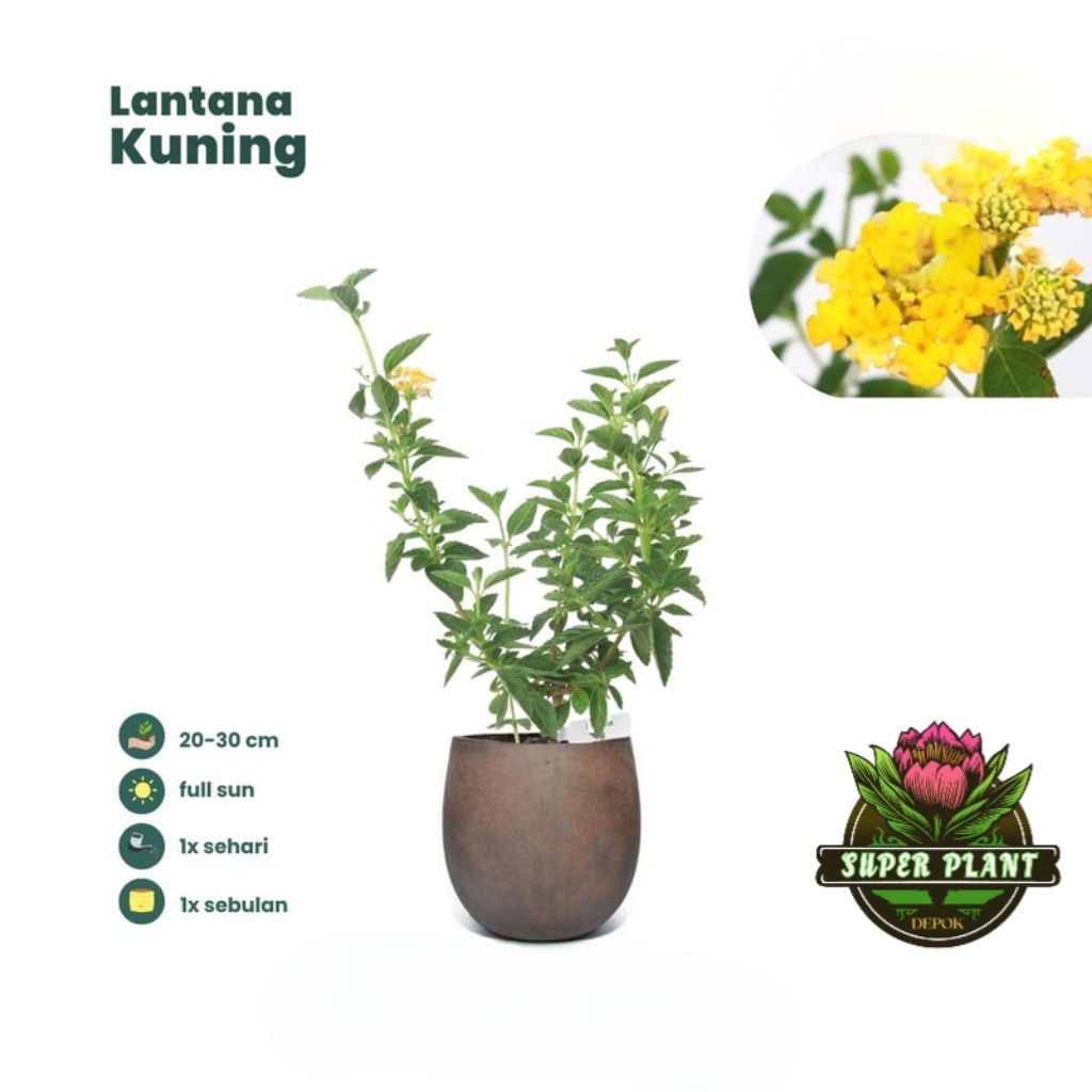 Tanaman Hias Lantana Bunga Kuning lantana