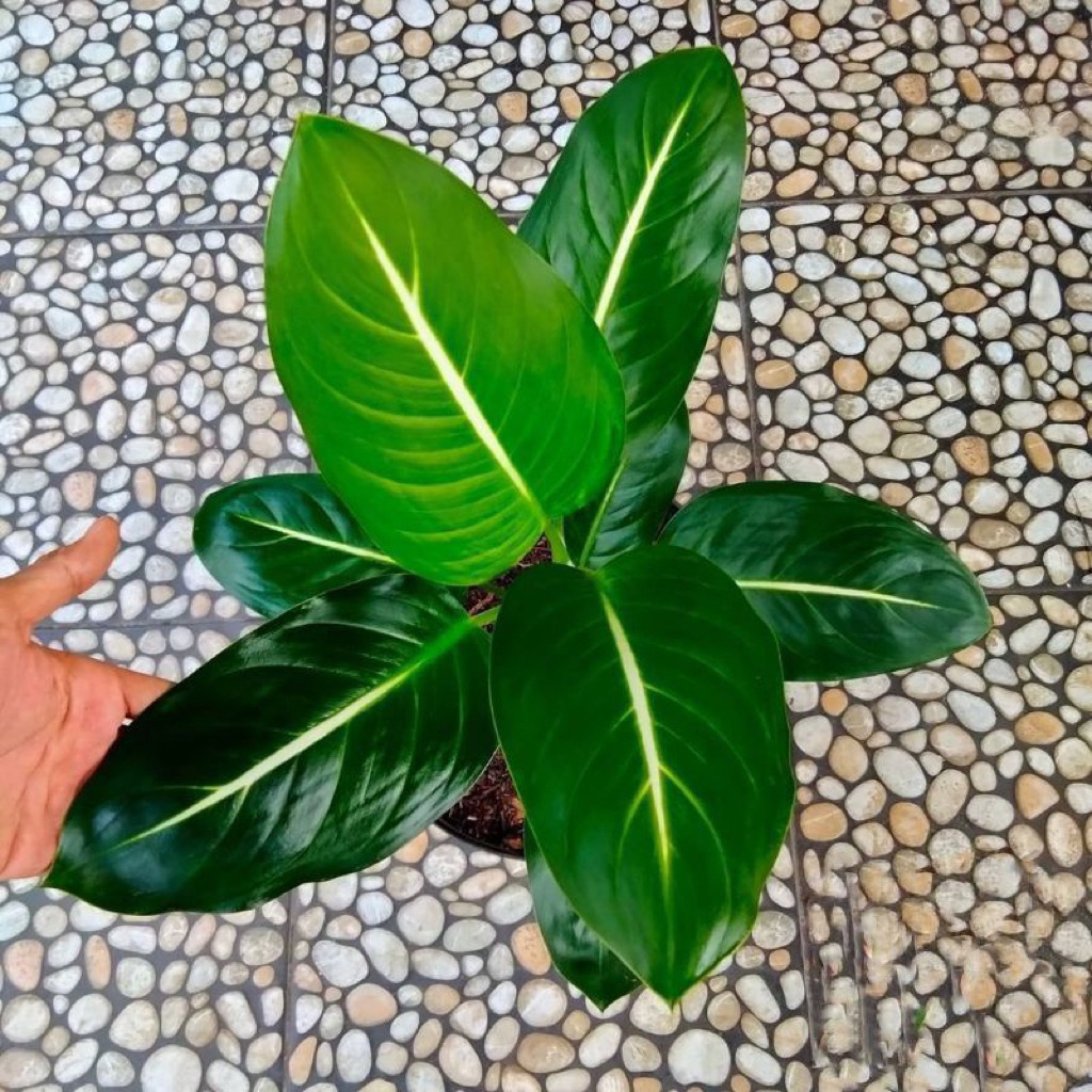 (BISA COD) Tanaman hias aglonema blanceng neon / aglonema blanceng neon / tanaman aglo blanceng neon