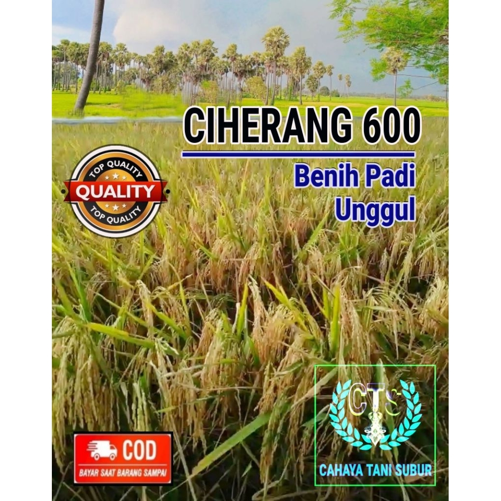 Ciherang 600 Benih Padi Unggul Kualitas Super (1kg)