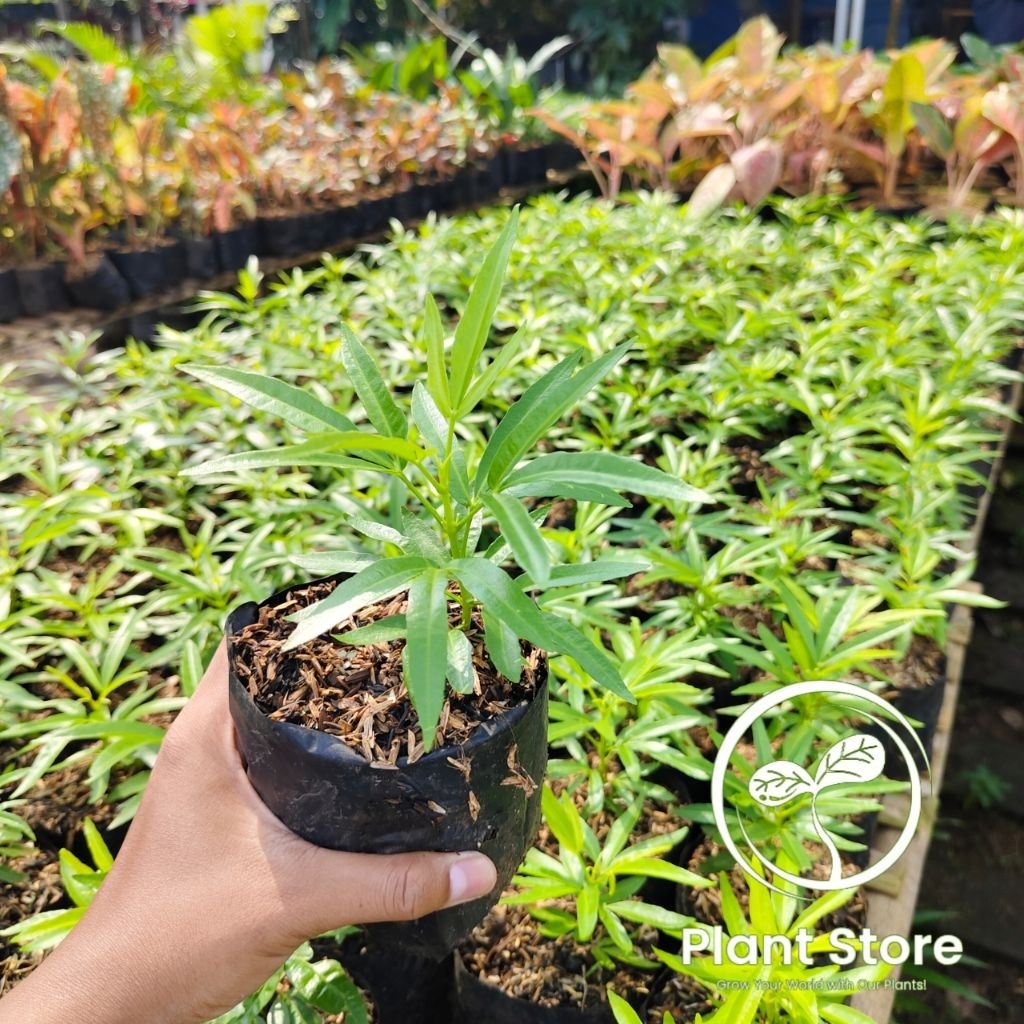 TERMURAH - BELI 5 GRATIS 1 Tanaman zodiak pengusir nyamuk / tanaman hidup zodiak Harum anti nyamuk