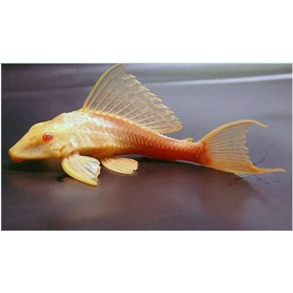 ikan sapu sapu albino pembersih alga