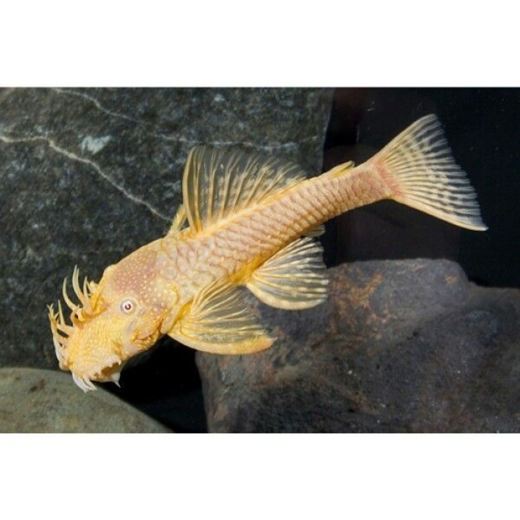 ikan brushmouth albino pleco L144