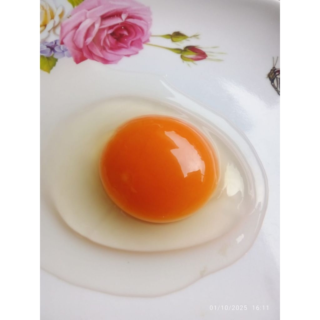 telur ayam kampung Arab omega 3 dan 6 ternakan sendiri murah dan higenis