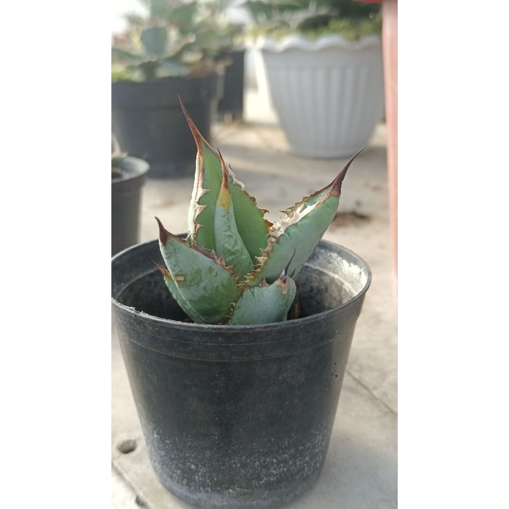 agave blue shark titanota