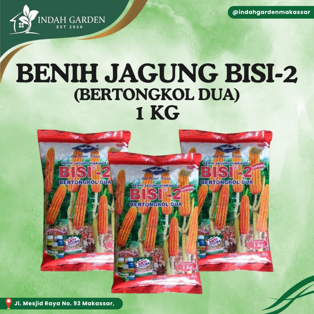 BENIH JAGUNG HIBRIDA BISI - 2 1KG / JAGUNG HIBRIDA BISI 2 1KG CAP KAPAL TERBANG