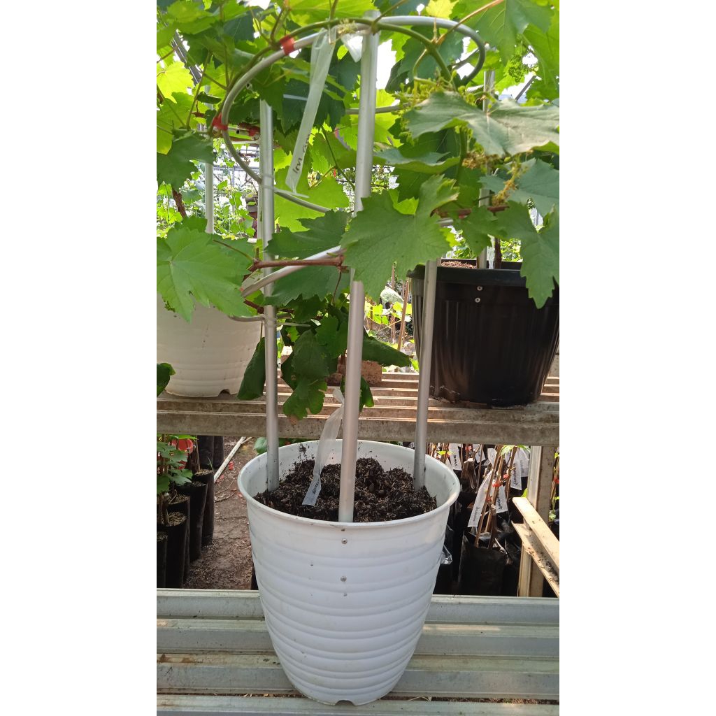 Tabulampot Anggur Baikonur