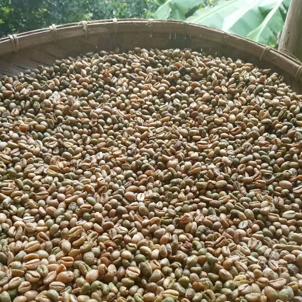 Biji kopi mentah robusta