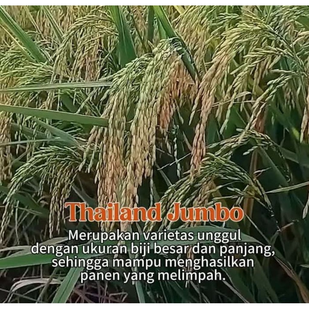5kg benih padi THAILAND JUMBO umur pendek gabah super premium kualitas unggul tahan rebah