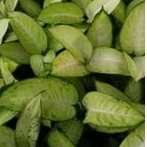 bunga Aglaonema Tisu Besar Termurah / aglonema Tissu putih besar / Diven tisu