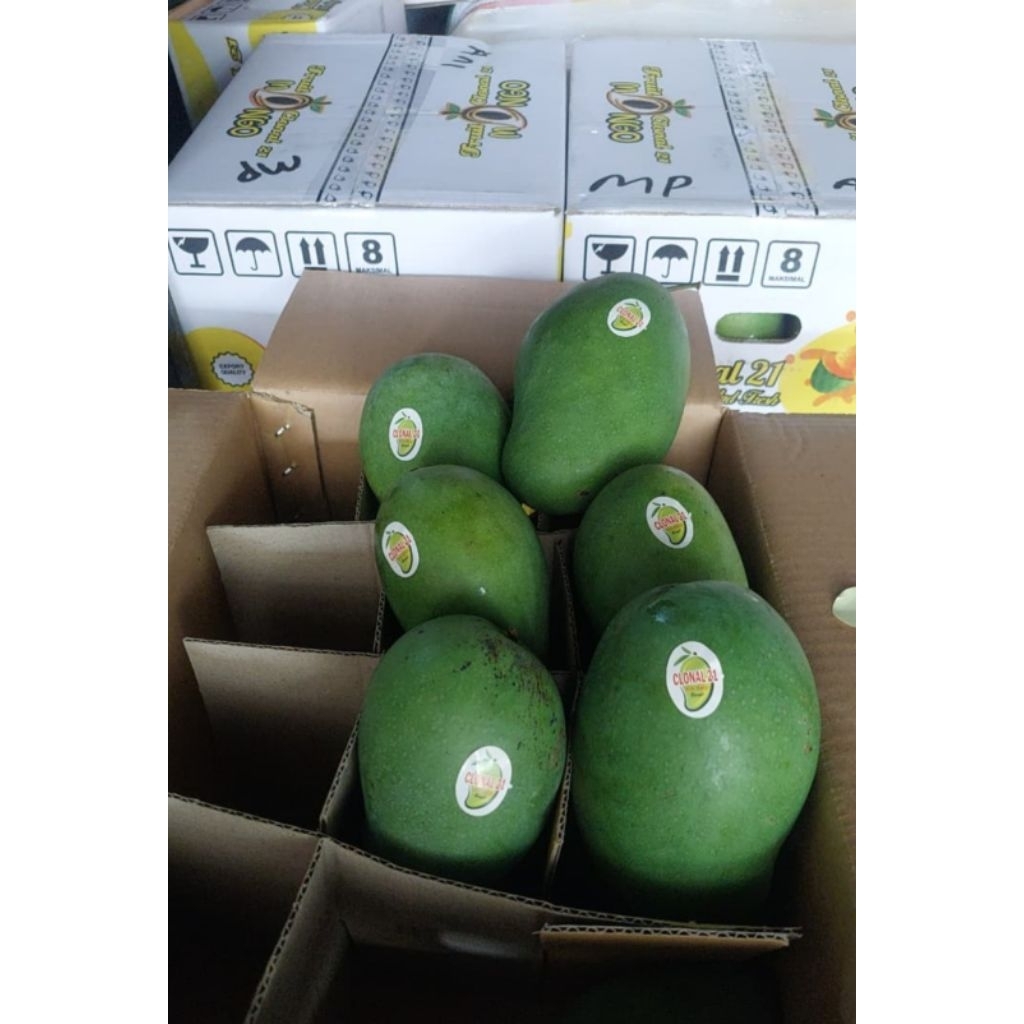 mangga alpukat matang pohon perdus 5kg