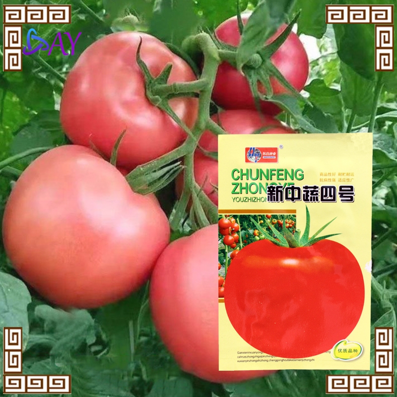 Benih Tomat Besar Import 3 Bungkus Benih Sayuran Buah Bulat untuk Kebun dan Ladang, Kemasan Original