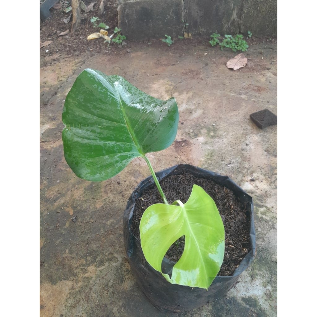 Tanaman hias monstera king deliciosa kecil - bibit monstera king deliciosa