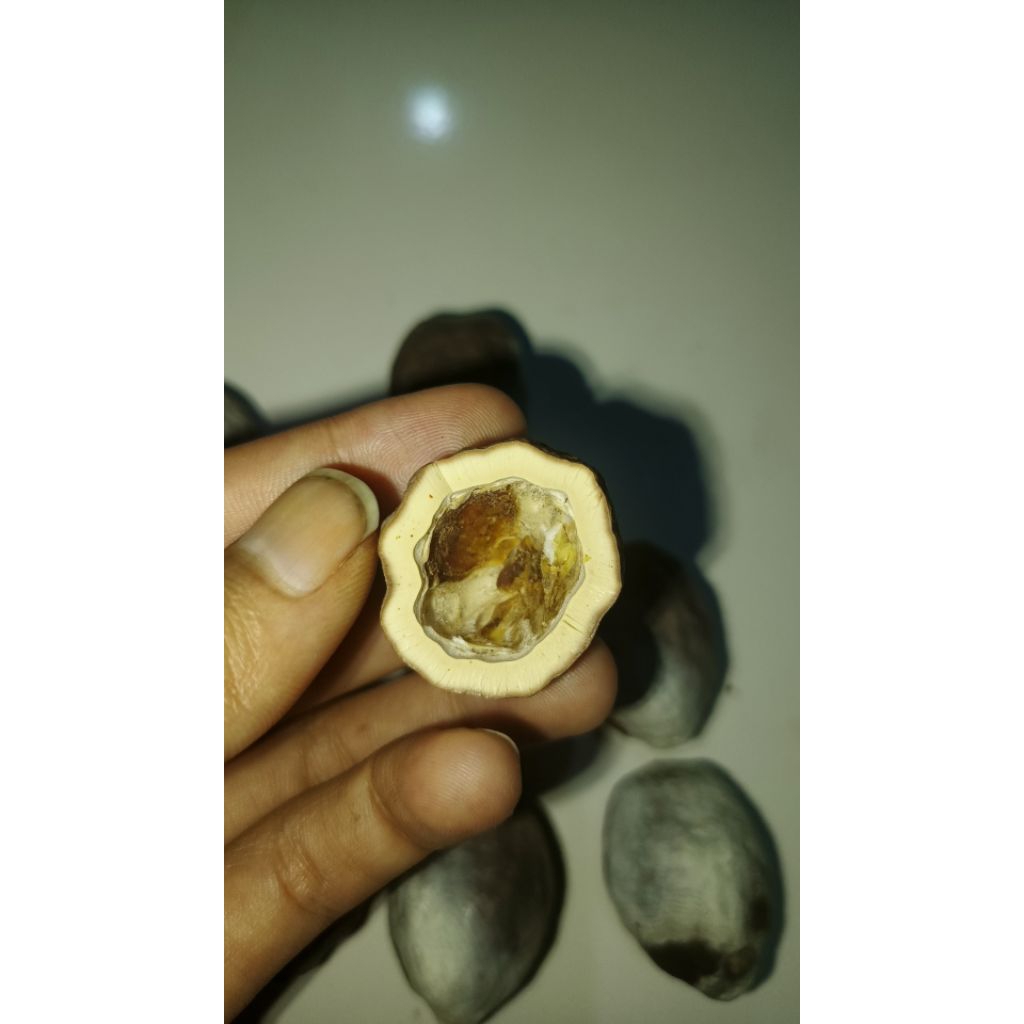 muncang adu kemiri jenis jawa anak arin