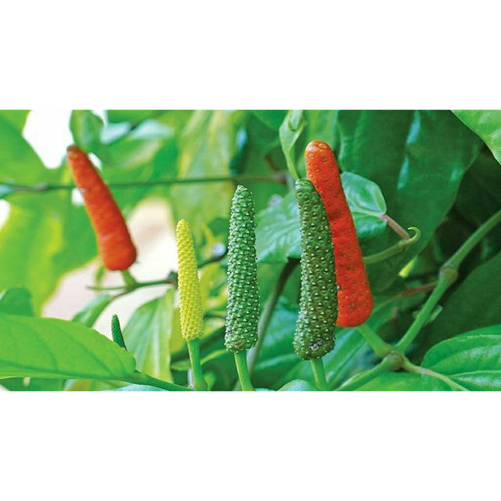 Bibit Cabe Jamu Jawa Hibrida Stek (10 Stek)