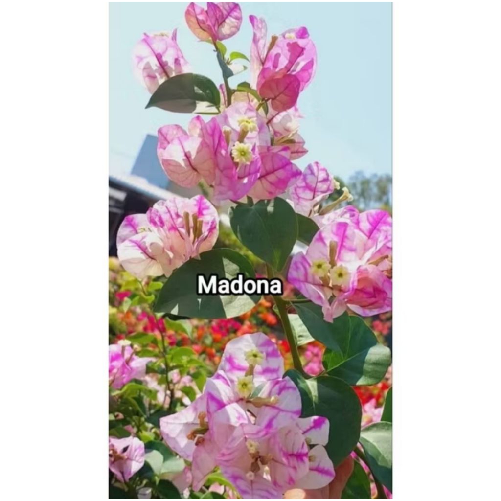 PROMO TANAMAN HIAS Bugenvil Madona Ori F1 IMPORT