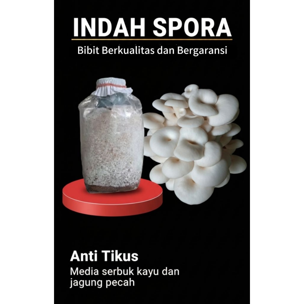 Bibit F2 Jamur Tiram Coklat