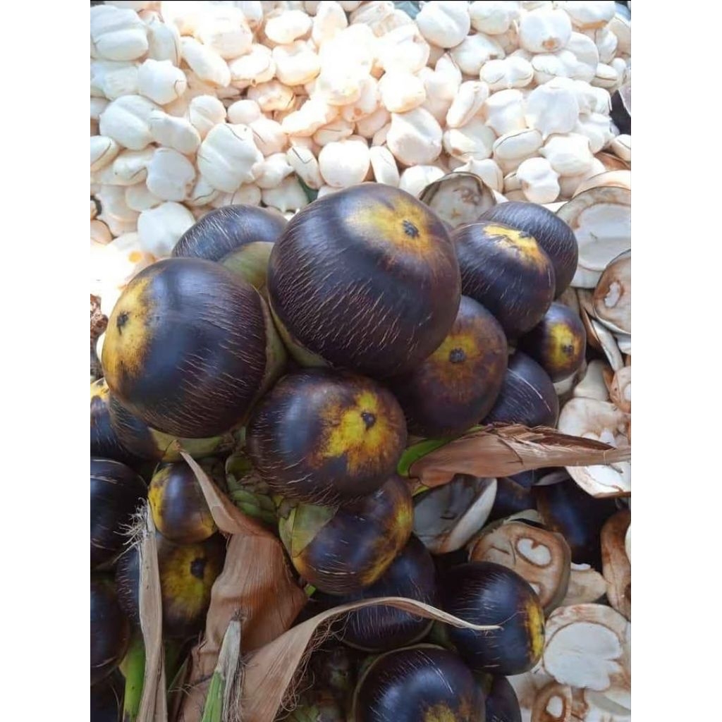 Buah Lontar Siwalan asli Tuban