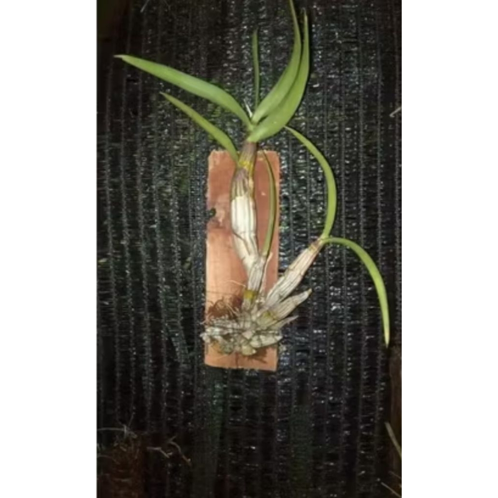 anggrek Dendrobium capra dewasa/anggrek spesies