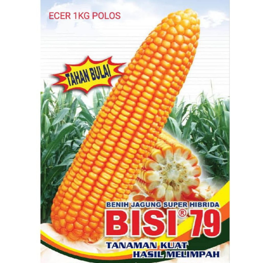 Benih Jagung Bisi 79 Berkualitas Super 1kg