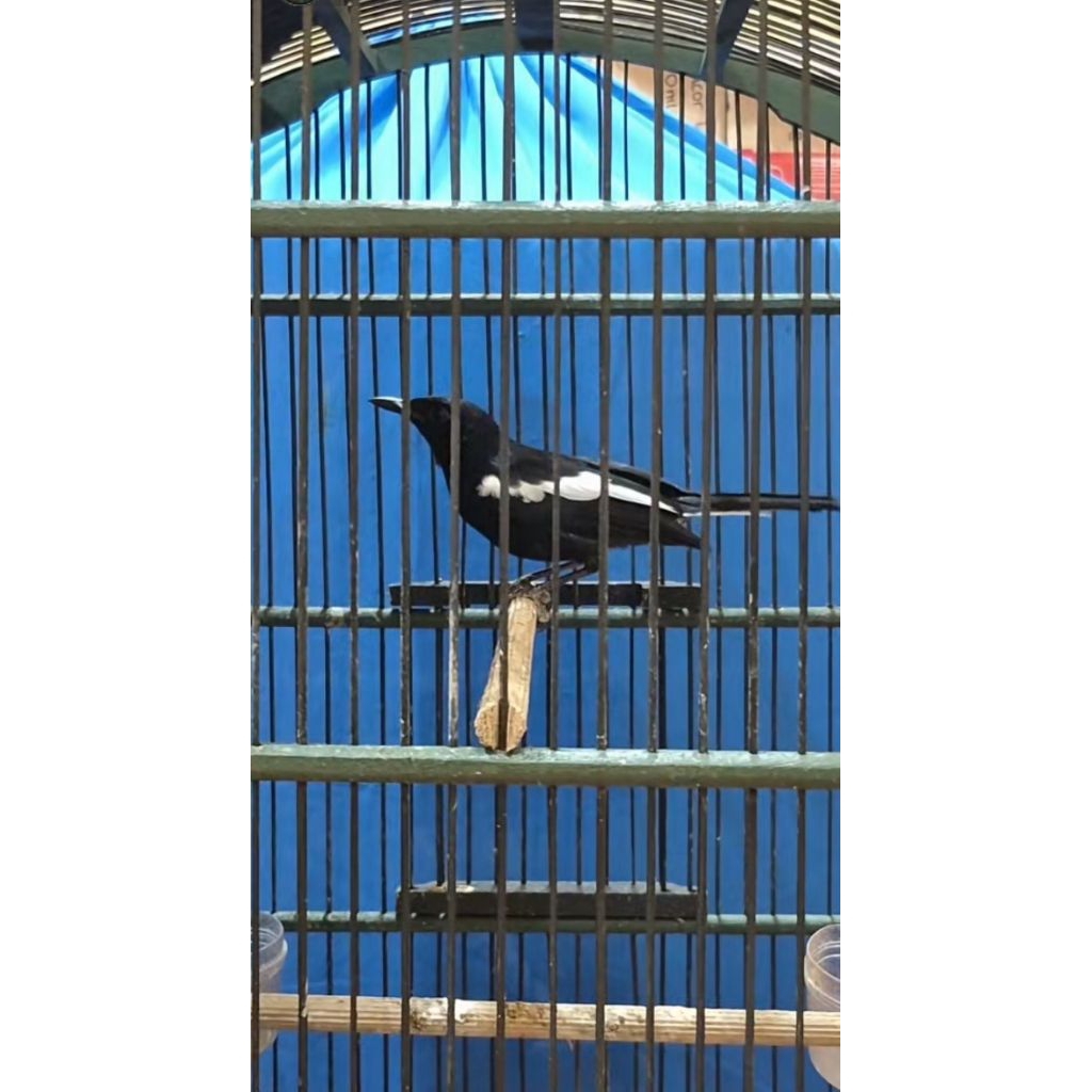 kacer dada putih / dada hitam