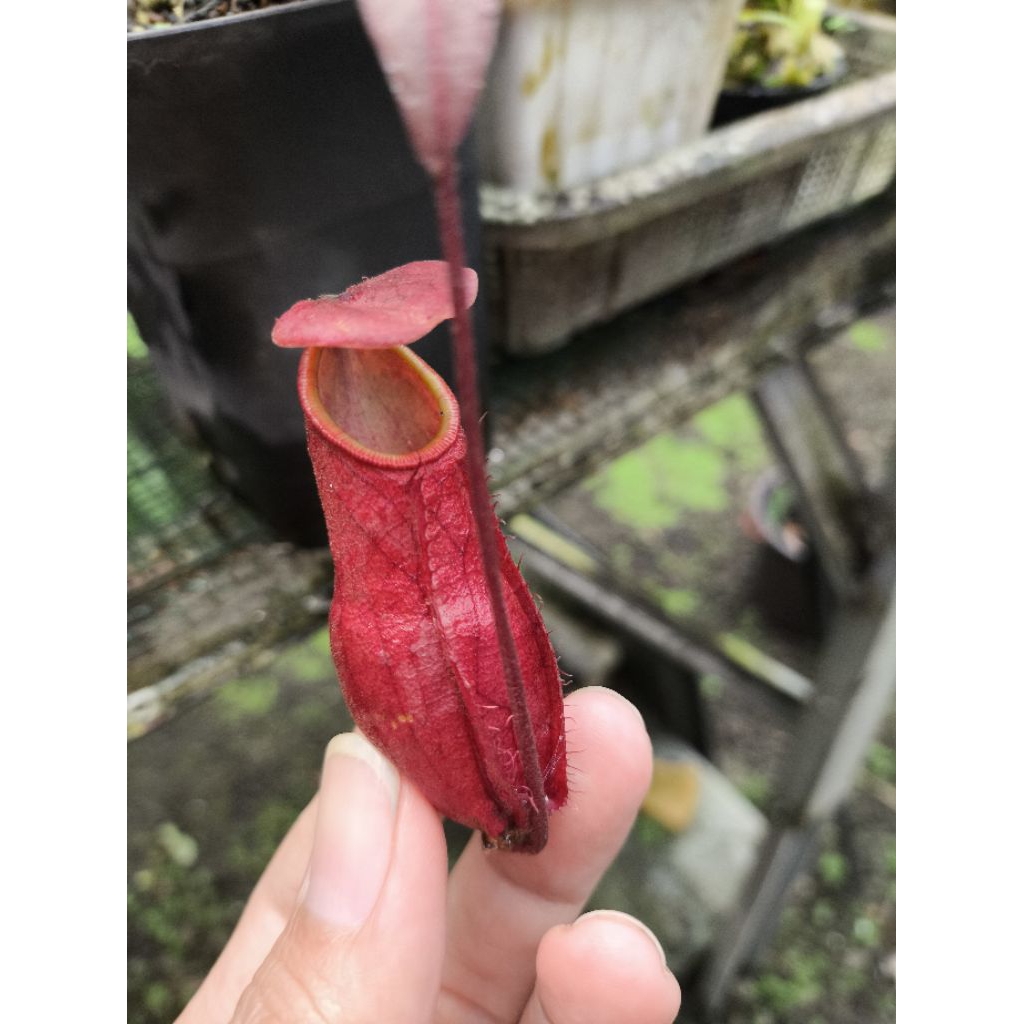 Louay_Idstore Kantong Semar Nepenthes Hibrid Smilesi X Northiana Sehat