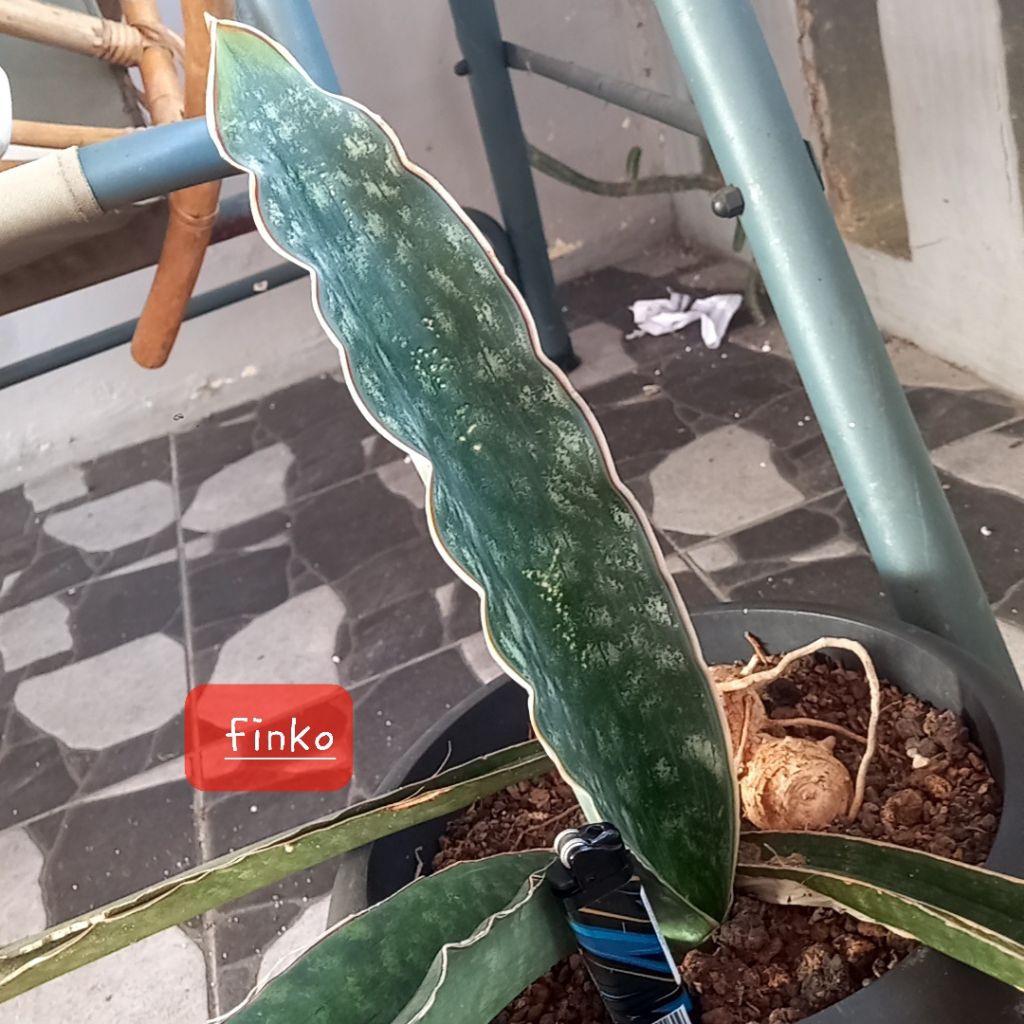 ES. 21837. Sansevieria sp. km 42 w of. mafinga, Tanzania.