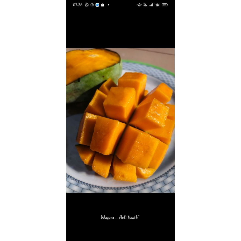 MANGGA HARUM MANIS super FULL TUA. 1kg