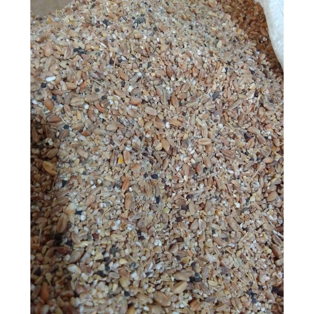 Menir Gandum Spek pakan. ternak