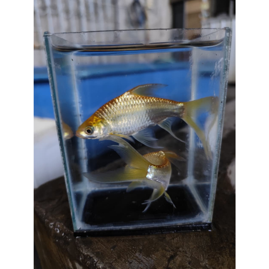 kaviat slayer/tengadak slayer/kapiat slayer dekorasi akuarium