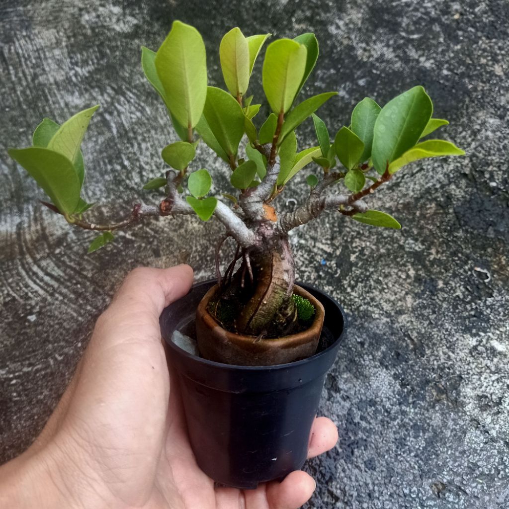 Bonsai Beringin Iprik Shito