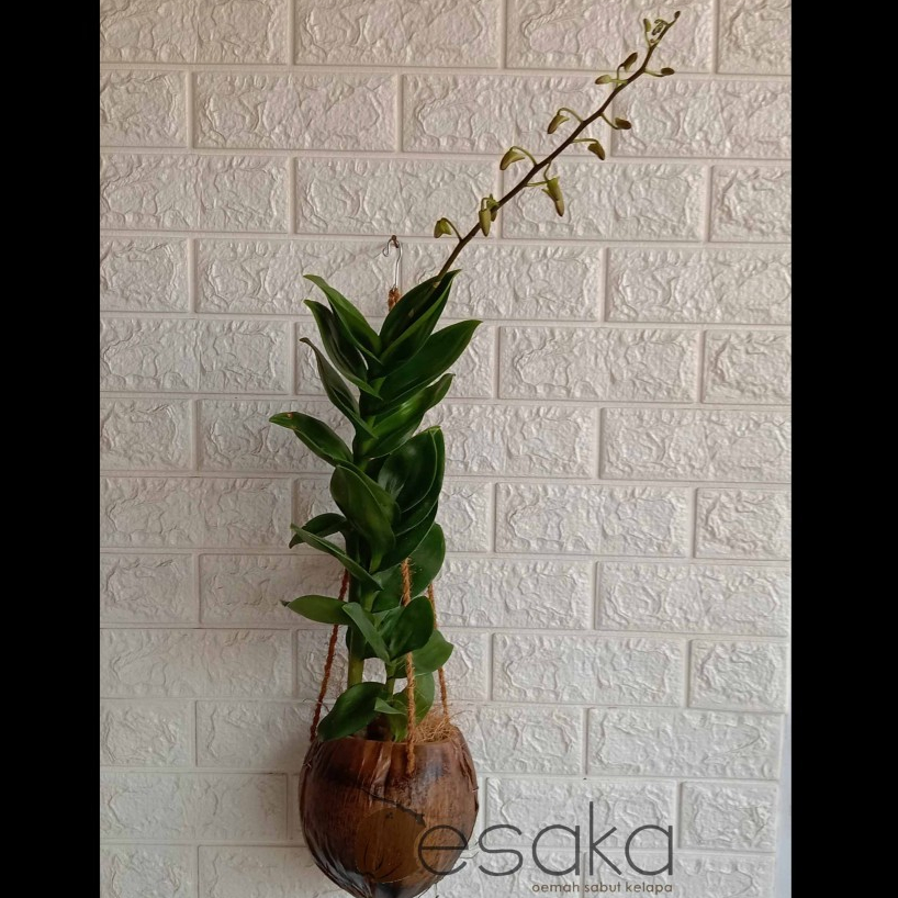 pot sabut kelapa gantung - pot gantung tali panjang sabut kelapa - pot anggrek - pot kulit kelapa - 