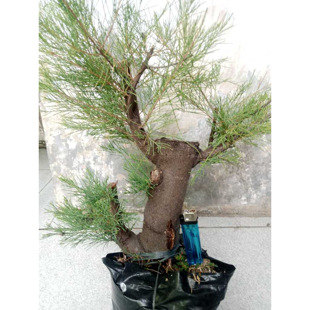 tanaman cemara udang bahan bonsai hiasan taman cangkok subur