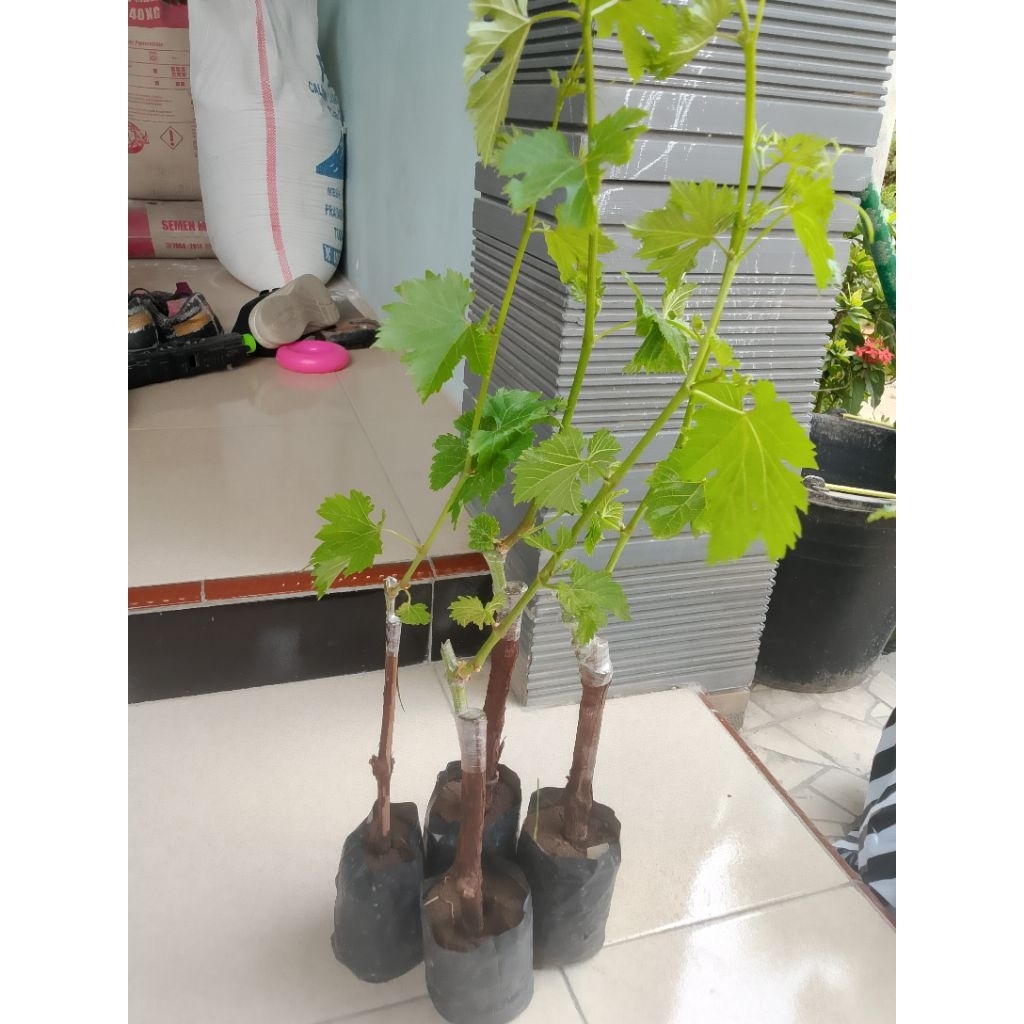 paket bibit anggur import