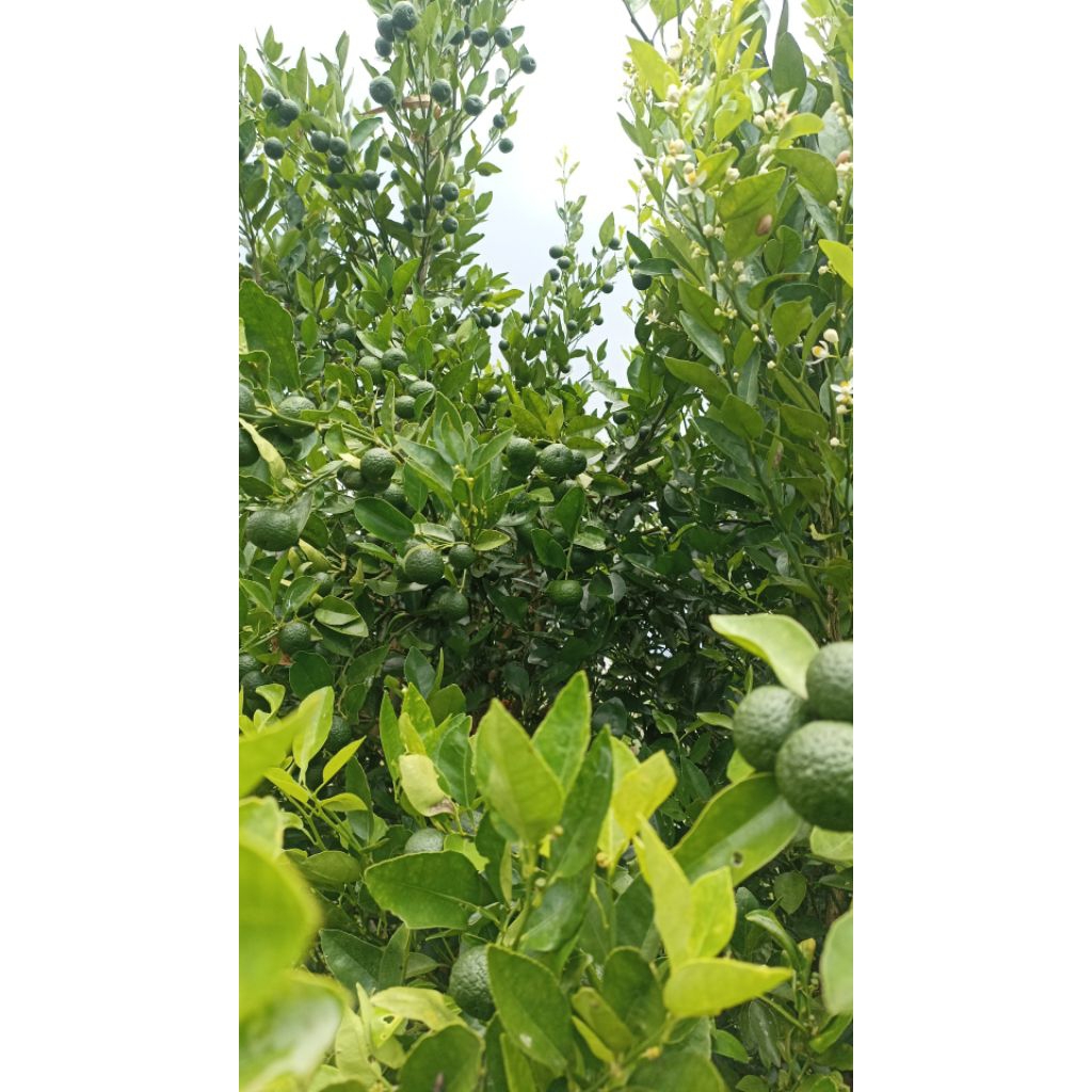 Jeruk Limo – Kecil Tapi Segar Bikin Nagih!