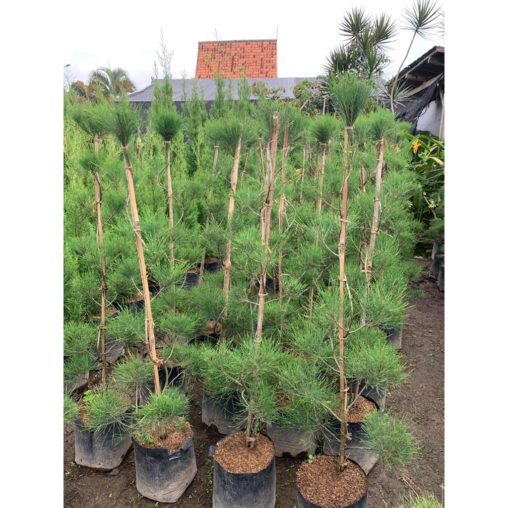 Cemara Udang Sudah Berbentuk - Tanaman Hias Cemara Udang Tinggi 1-1,5 Meter - Tanaman Hias Cemara Ud