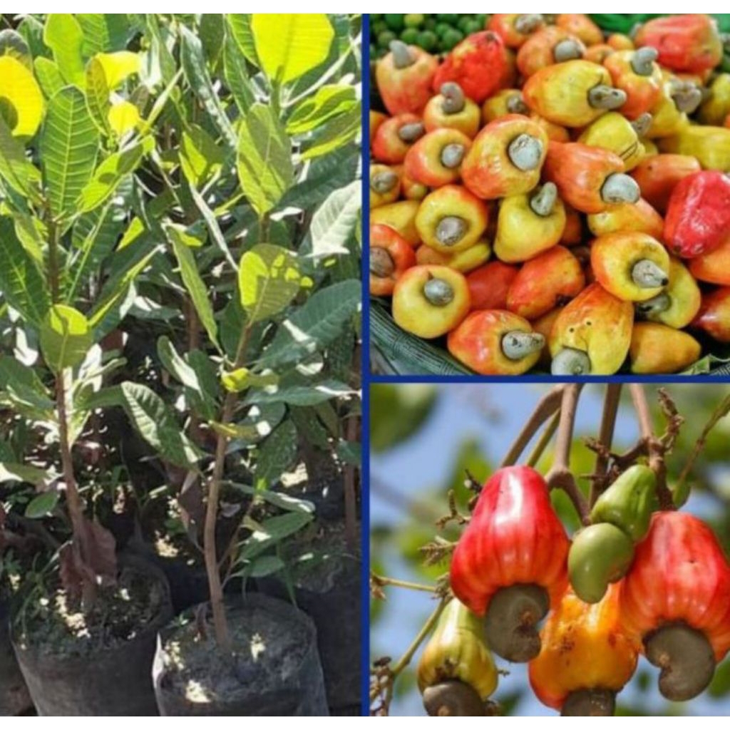 Bibit JAMBU METE /JAMBU MONYET,,asli hasil okulasi...