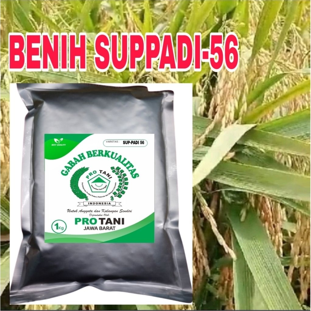cod 1kg benih padi suppadi-56 original 100% label putih