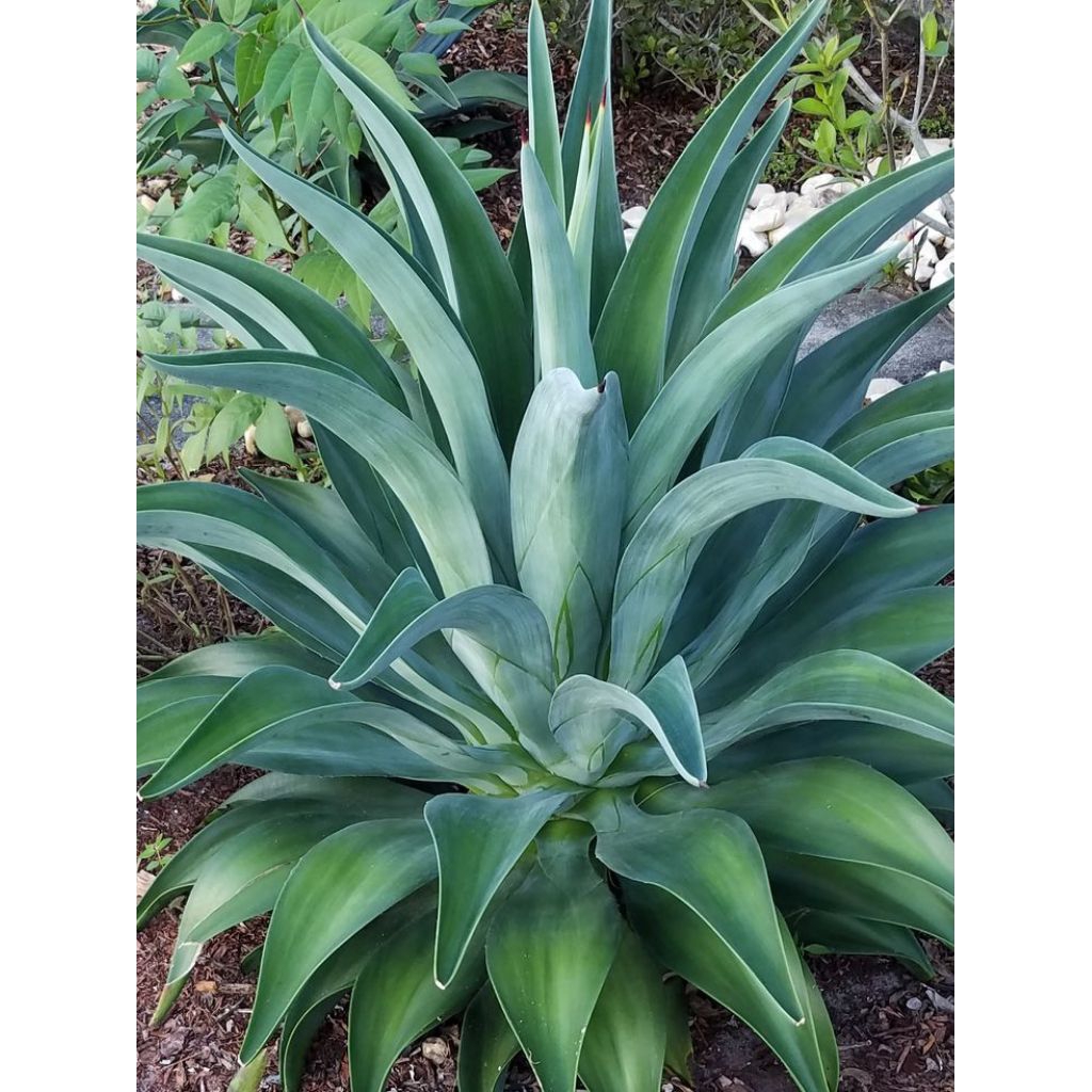 agave americana blue silver