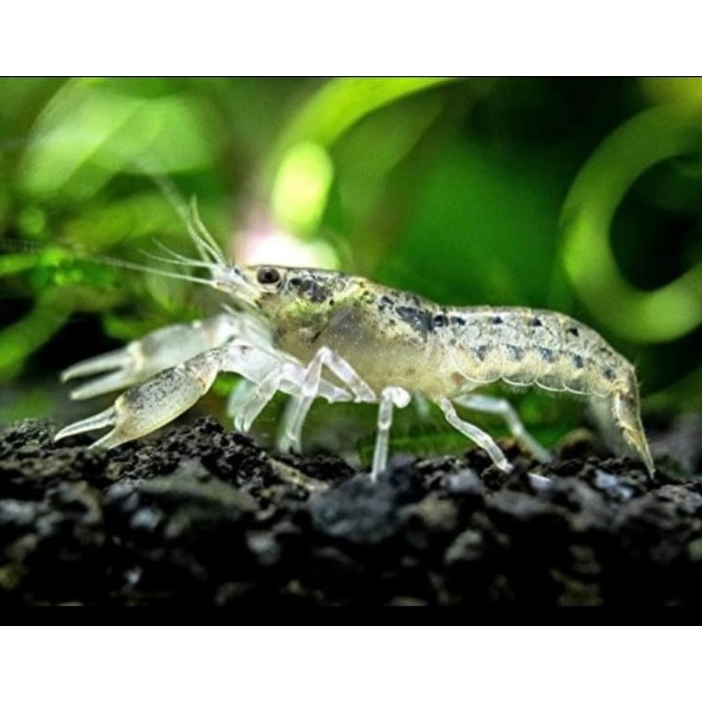 hiasan udang mexico isi 5