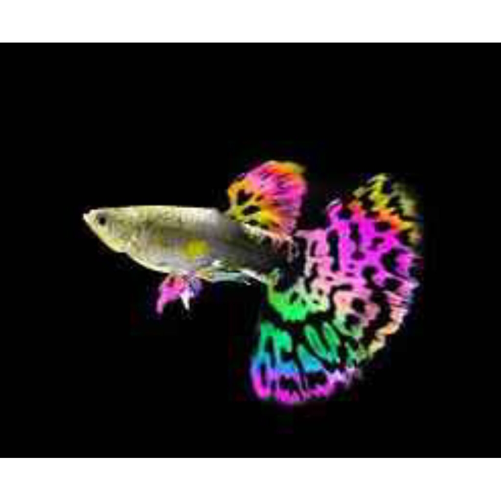 Guppy warna warni cendolan rijek