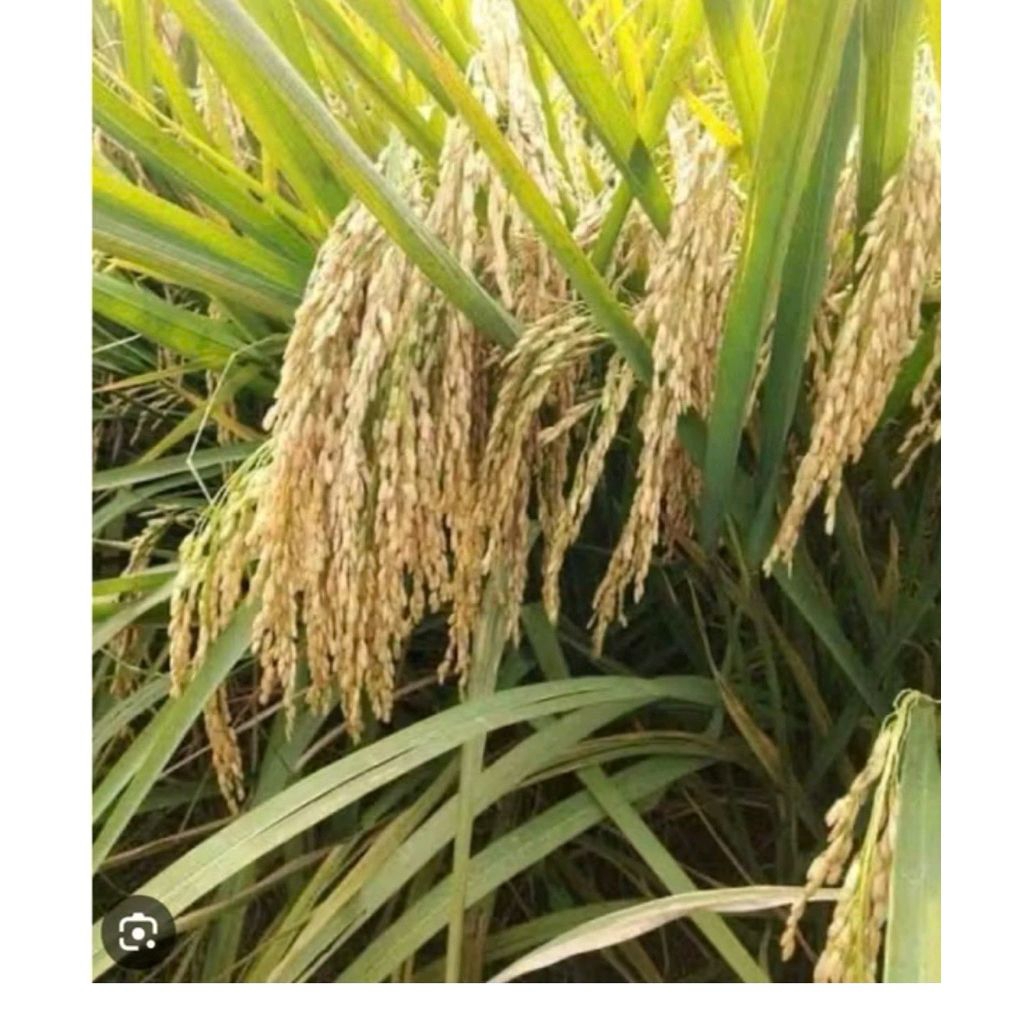 BENIH PADI BIBIT PADI M70 UNGGUL M70 5KG