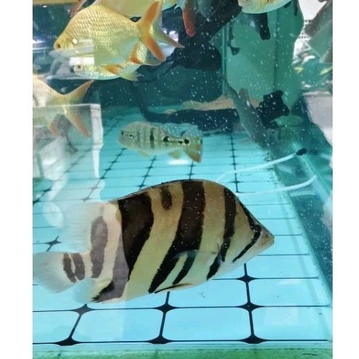 tiger datz size 25cm bonus kaviat albino