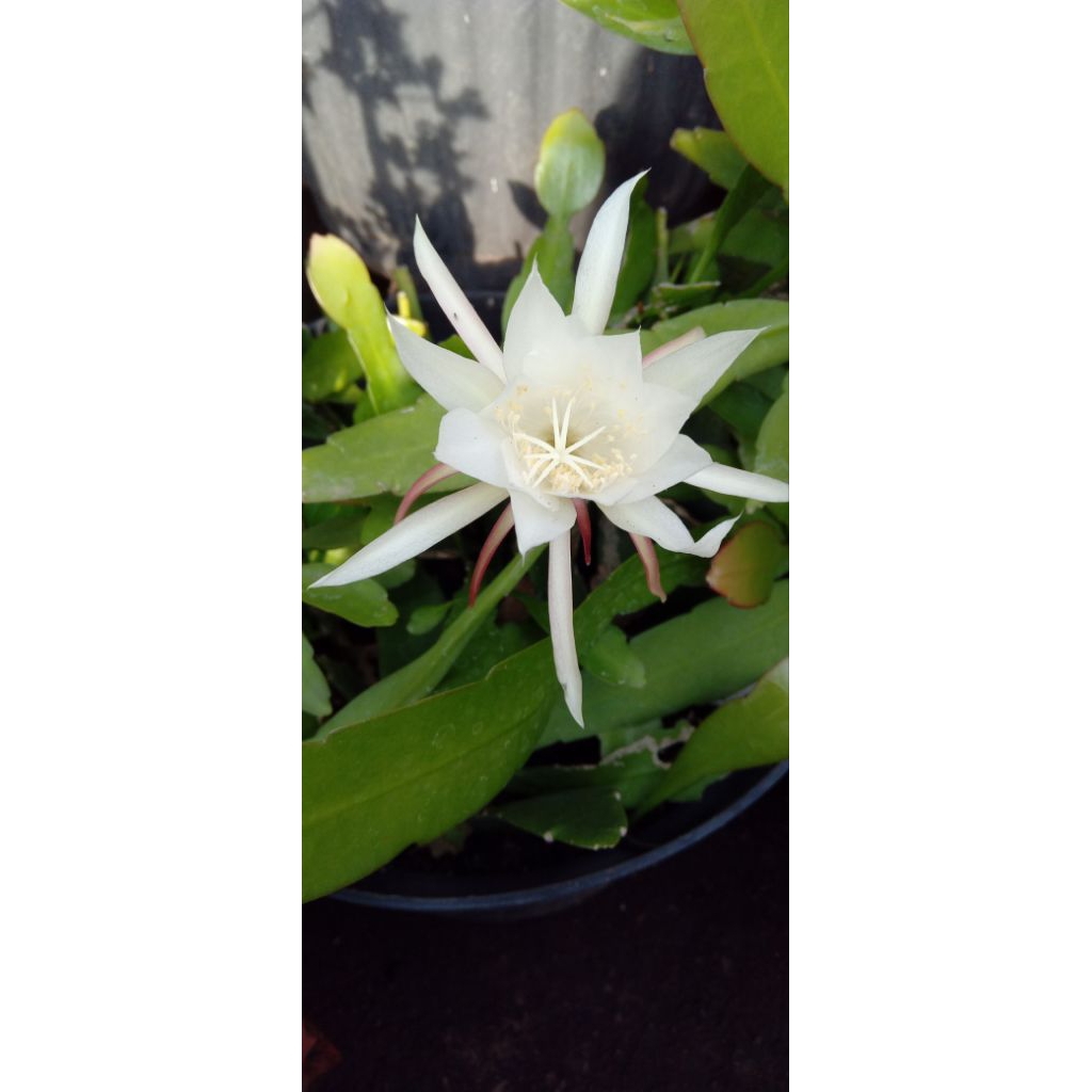 Vijaya kusuma daun kecil