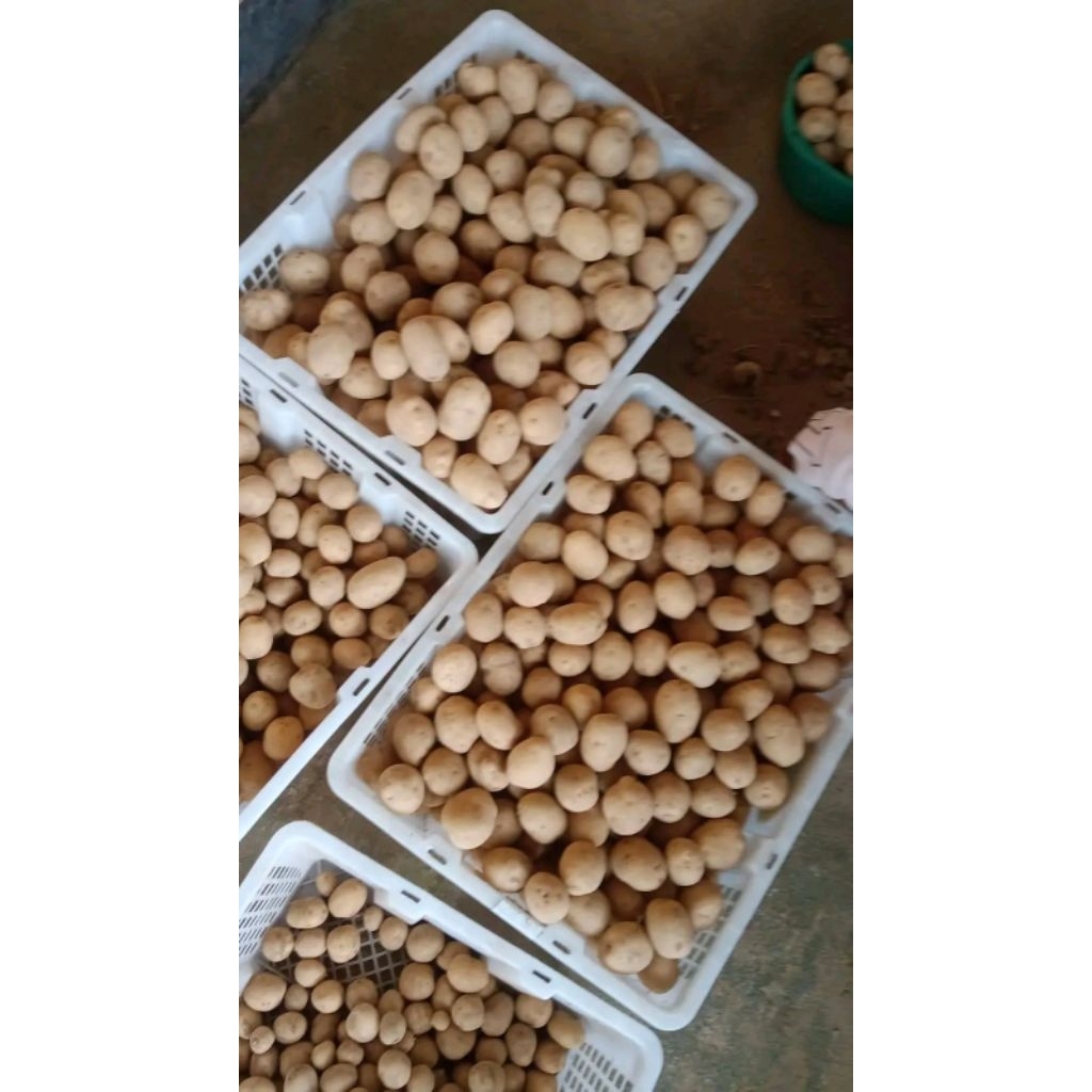 baby potato (ares) Kentang To kecil papandayan