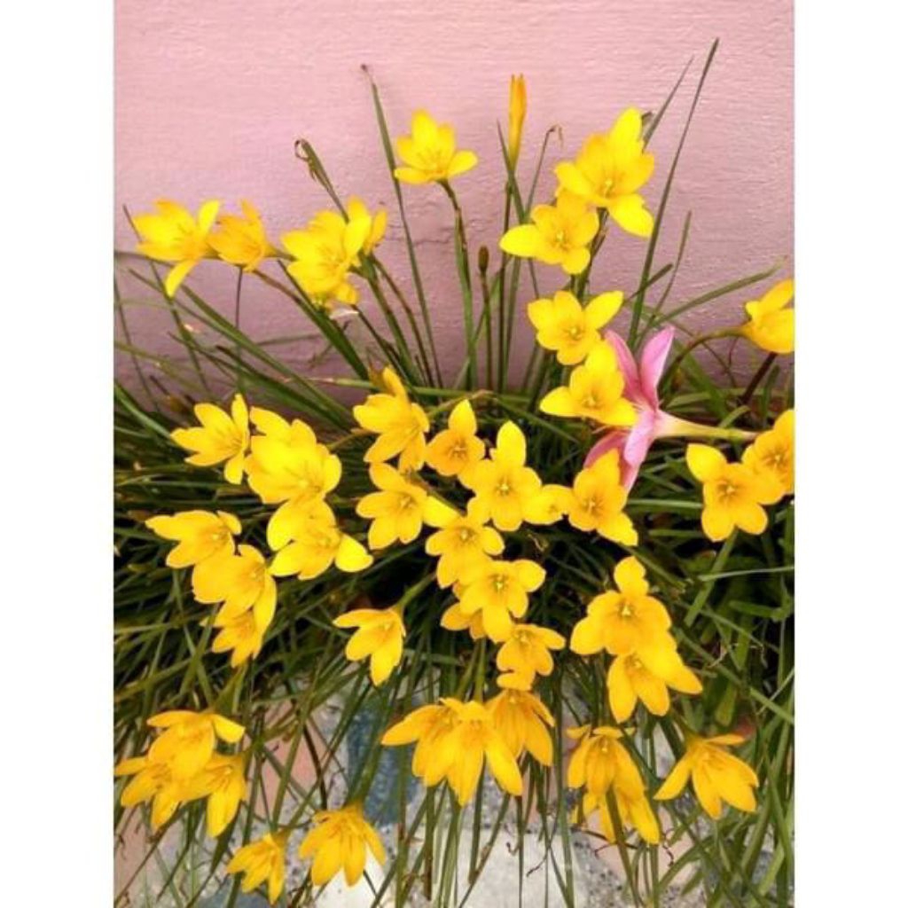 Tanaman hias lili hujan bunga kuning/Tanaman lili hujan bunga kuning