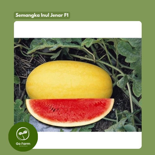 Bibit Semangka Inul Kulit Kuning Daging Merah – Jenar F1 Genjah & Produktif