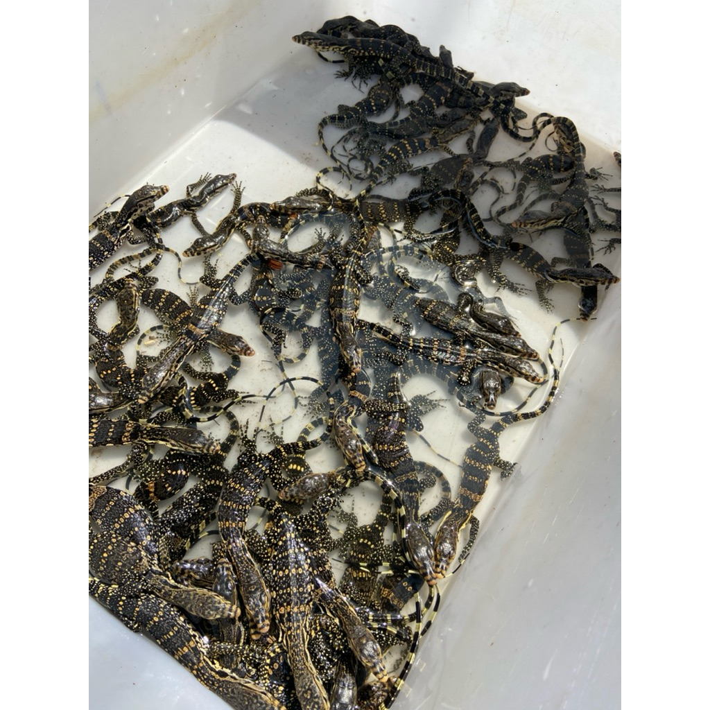 Mainan Varanus Salvator/Water Monitor kecil