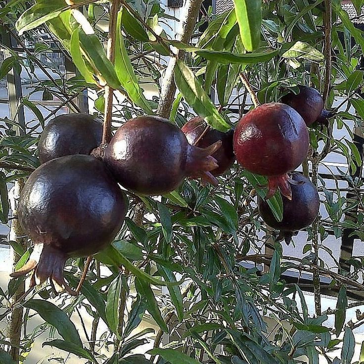 Bibit Tanaman Buah Delima Hitam BERBUNGA cepat Berbuah Rimbun