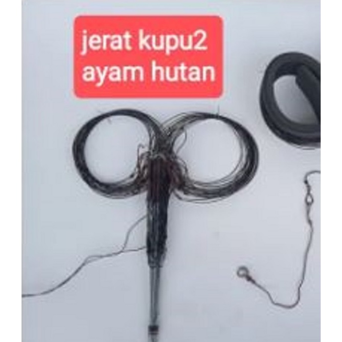 JERAT AYAM HUTAN 20 LOBANG 10 TIANG RACIK AYAM HUTAN MODEL KUPU2 CANGEHGAR KASINTU JEBAKAN AYAM HUTA