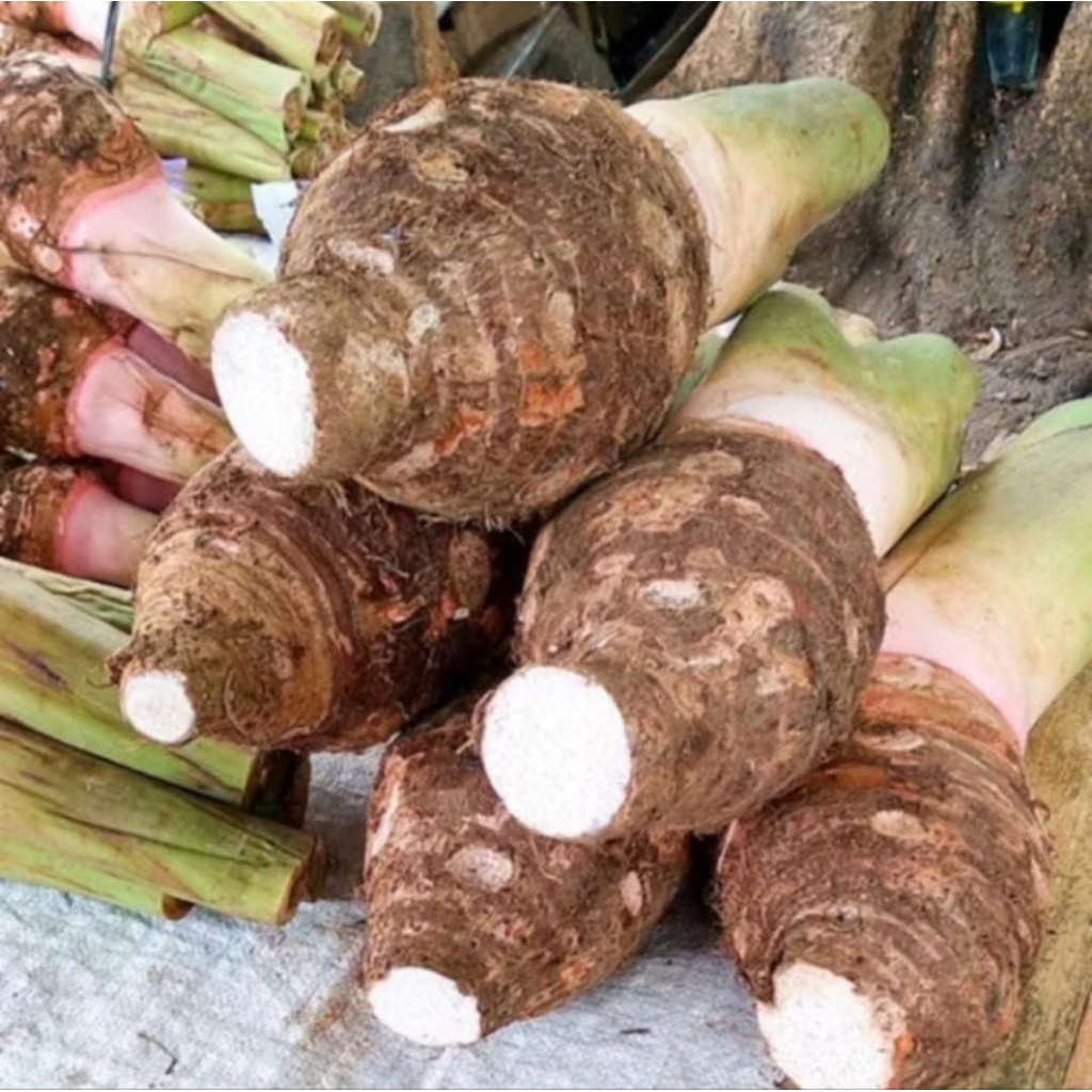 Talas Bogor /Talas ungu Bogor per 4 kg